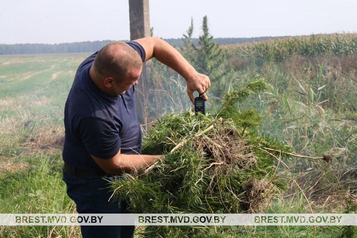 Под Брестом у Муховца нашли свыше 200 кило конопли