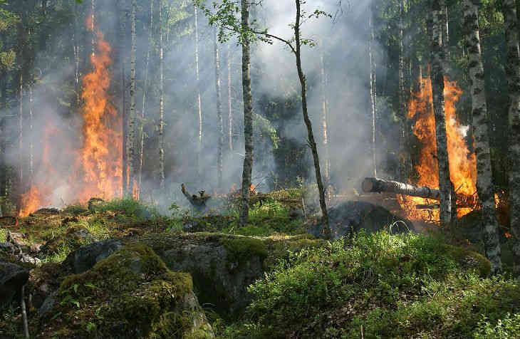  В Гомельской области количество пожаров в экосистемах выросло на 53 %