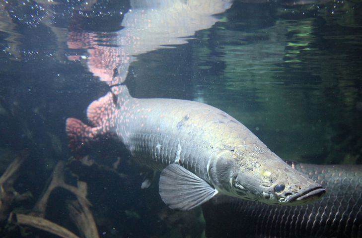 Ученые нашли огромную рыбу с броней вместо чешуи