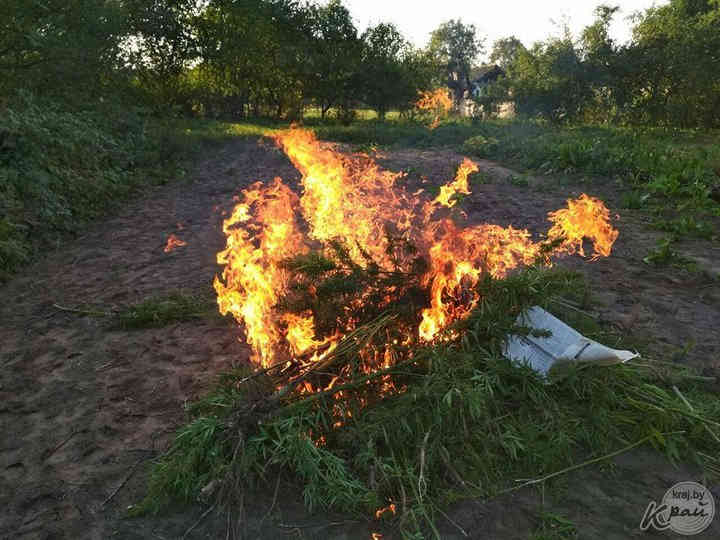 Пожилые люди на Вилейщине вырастили коноплю в три с половиной метра