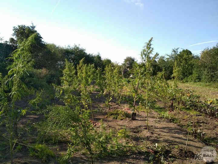 Пожилые люди на Вилейщине вырастили коноплю в три с половиной метра