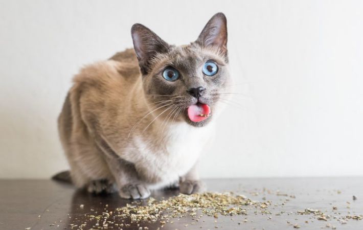 Фотограф сделал забавные снимки котов, попробовавших кошачью мяту