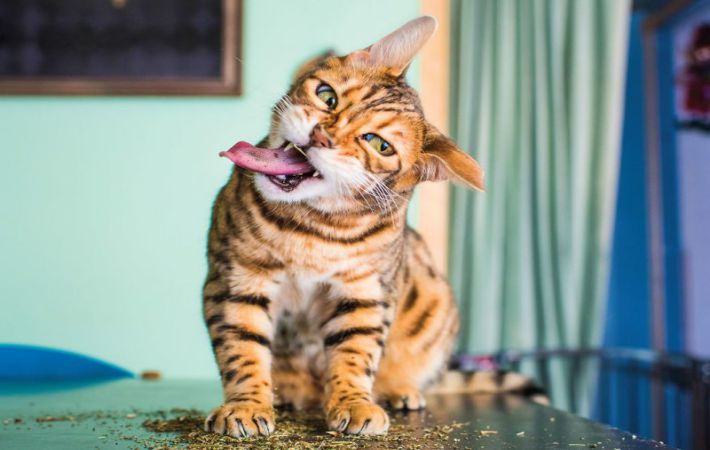 Фотограф сделал забавные снимки котов, попробовавших кошачью мяту