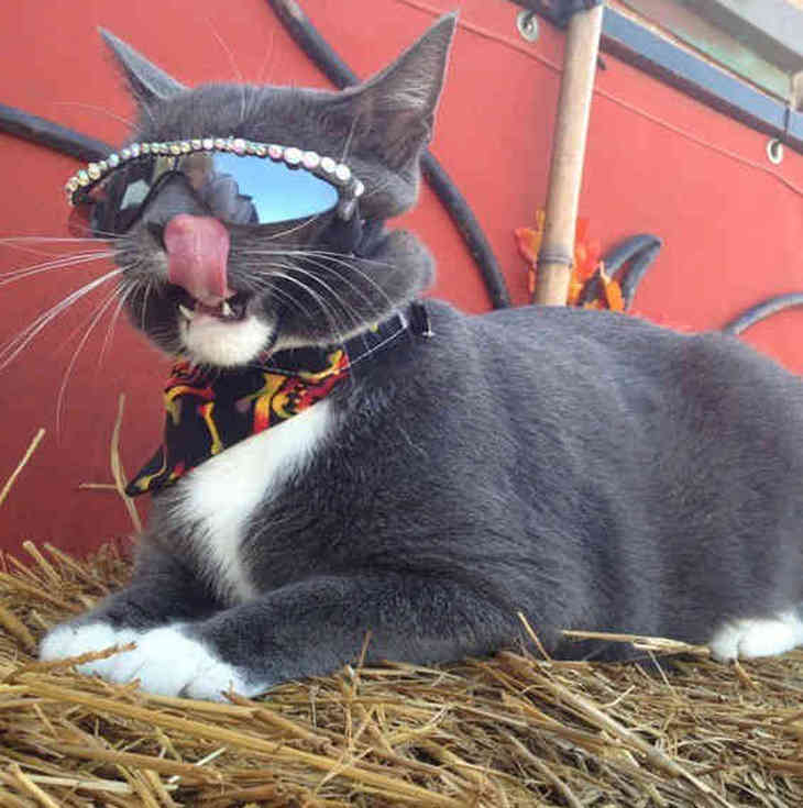 Эта кошка носит темные очки по особенной причине (ФОТО)