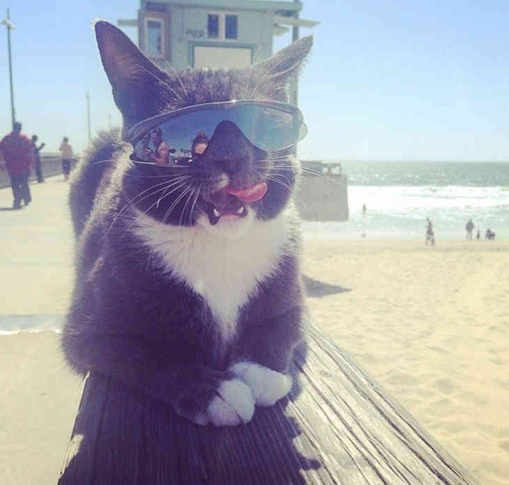 Эта кошка носит темные очки по особенной причине (ФОТО)