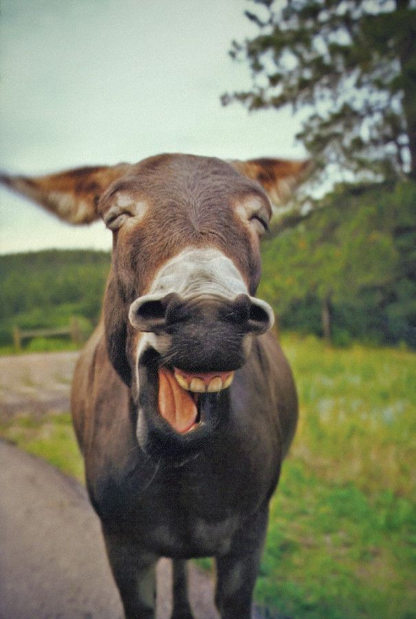 А вы знали, что животные умеют улыбаться?