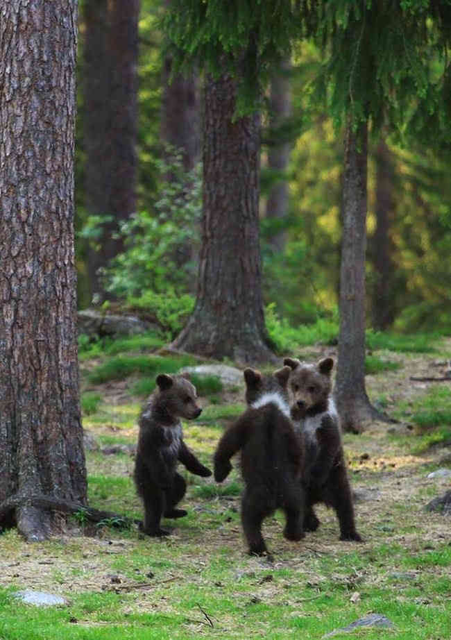 Животные, чьим танцевальным способностям можно позавидовать (ФОТО)