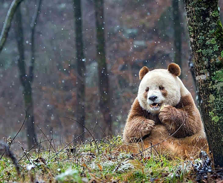 Единственная в мире коричневая панда живет в Шаньси