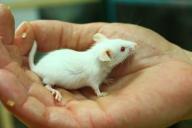 Впервые нервные клетки человека успешно пересажены мышам