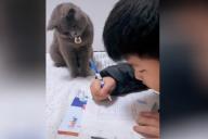 Посмотрите, как кот контролирует мальчика за домашним заданием