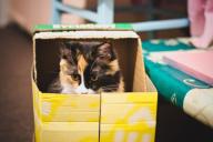 Выяснилось, почему все кошки на свете так страстно любят коробки