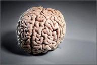 Ученые обнаружили новую часть головного мозга
