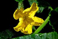 Почему желтеют листья у огурцов: 8 советов огородникам