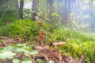 Грибникам на заметку: посещать леса запрещено в 31 районе Беларуси