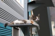 Скучает ли кошка одна дома, пока хозяин на работе? Ученые дали неожиданный ответ