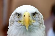 В США белоголовый орлан уничтожил летящий правительственный беспилотник