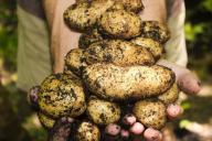 Как ускорить созревание картофеля: хитрости, о которых не знают огородники