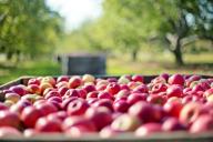  Ученые рассказали о том, как яблоки положительно влияют на женское здоровье