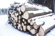 Лукашенко подписал указ: меняются правила продажи древесины. И не только