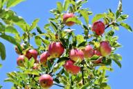 Почему яблоня стала давать урожай через год: хитрости, как заставить дерево плодоносить