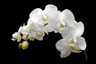 Какой водой нужно поливать орхидеи: ошибки, которые совершают большинство хозяек