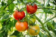 Как выращивать помидоры без единого полива за все лето: полоть тоже часто не придется, а урожай будете собирать ведрами