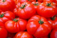 По 70 кг помидоров за сезон с куста: как выращивают помидоры хитрые дачники