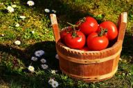 По 3 корзины с куста: одна копеечная подкормка — и помидоры отблагодарят рекордным урожаем