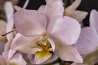 От этой подкормки орхидея хорошеет на глазах: и корни нарастают, и пышно цветёт