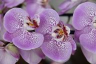 Что делать, если пожелтели листья орхидеи: реагировать нужно быстро
