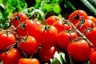 Цветут в два раза быстрее: 2 лучшие подкормки обеспечат большой урожай крупных томатов