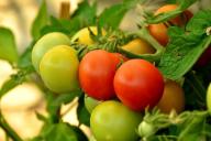Урожайность помидоров повысит одно простое растение по соседству