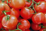 Если удобрить помидоры особыми растворами, то урожай созреет на месяц раньше