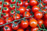 Правильная посадка рассады томатов в теплицу: досадная ошибка огородника