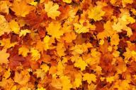 Осень, листья