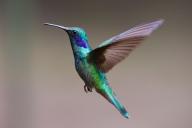 hummingbird