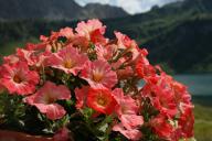 petunias