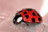 ladybug