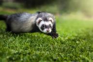 ferret