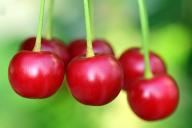 cherry