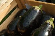 eggplants