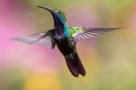 hummingbird