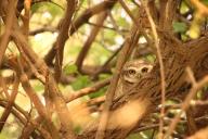 owl hiding