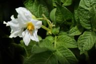 potato flower