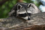 raccoon