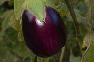 eggplants