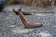 slug