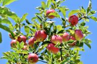 apple tree