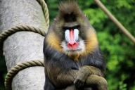 baboon