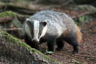 badger